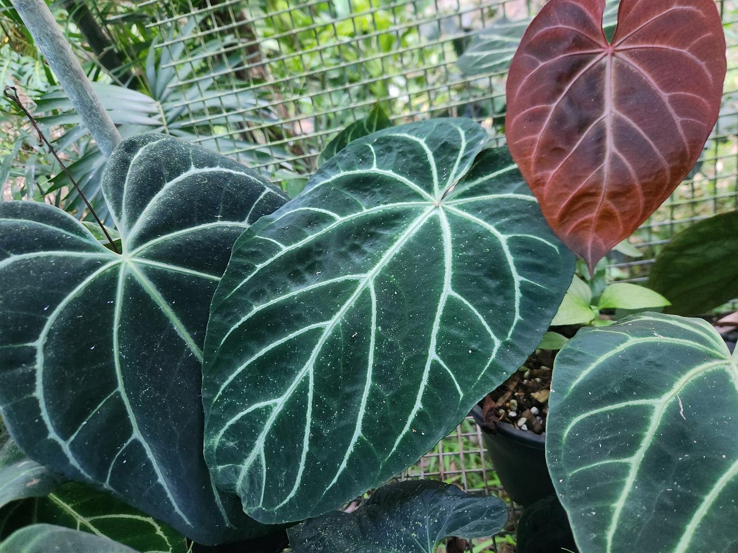 Anthurium Noid by Philodendronvalley