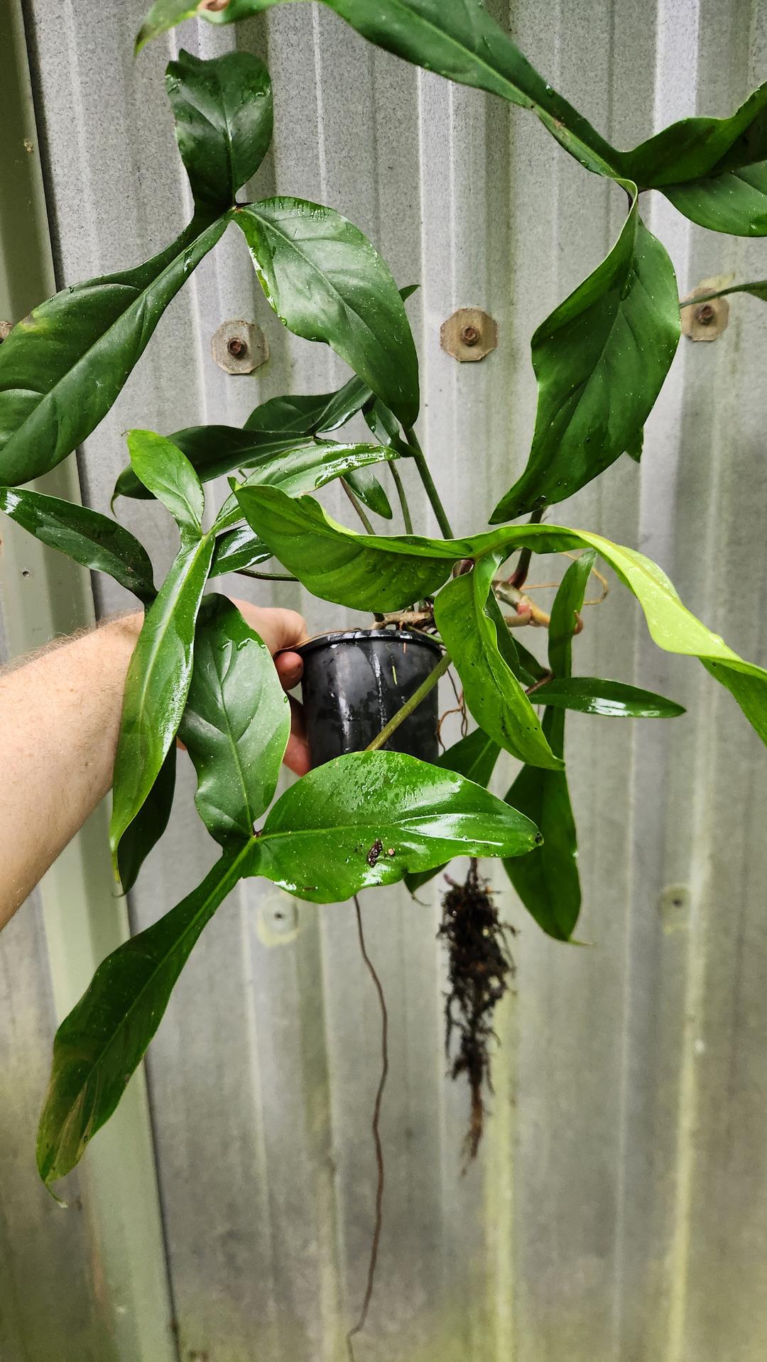 philodendron 69686 name Philodendron 69686 "Bigears"