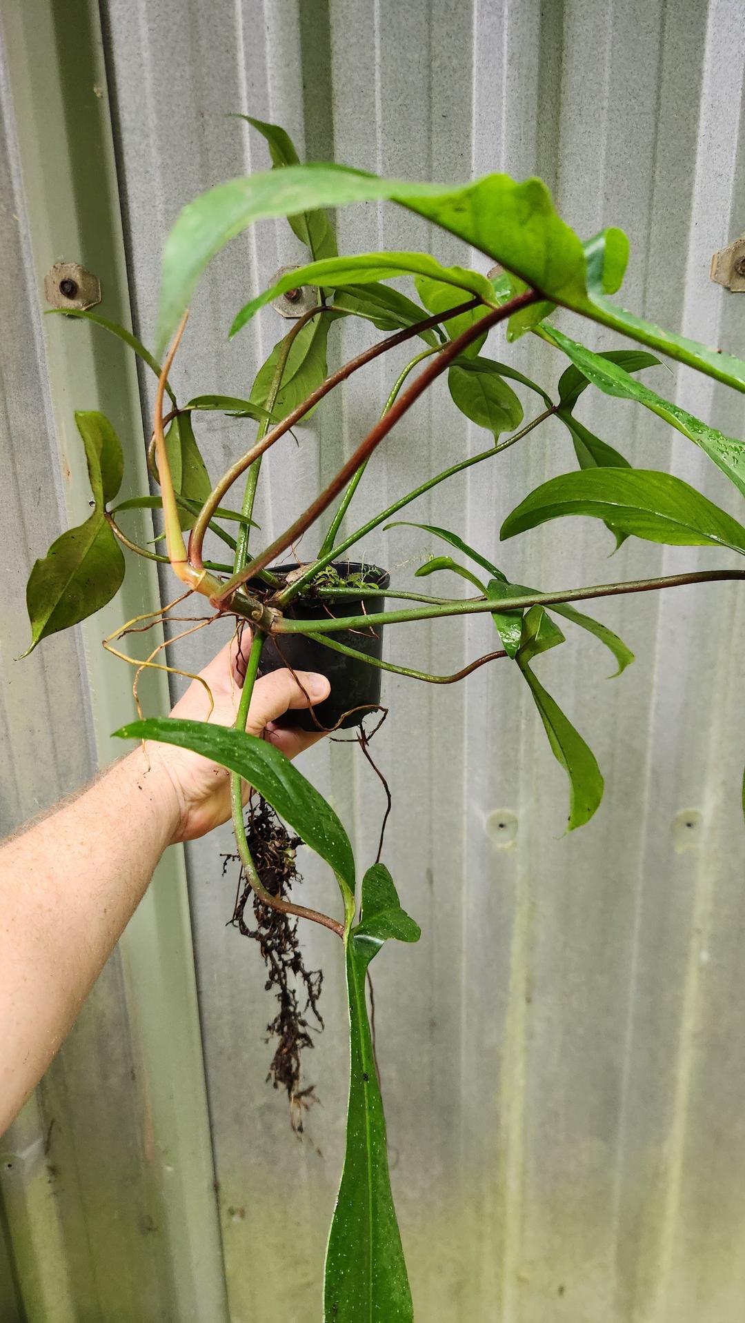 Philodendron 69686 