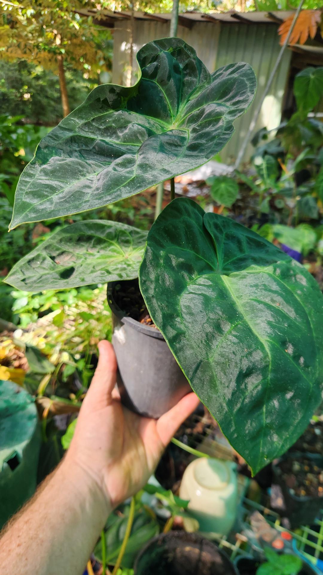 anthurium panamense Anthurium Dressleri x Forgettii (JSP) – Philodendron Valley