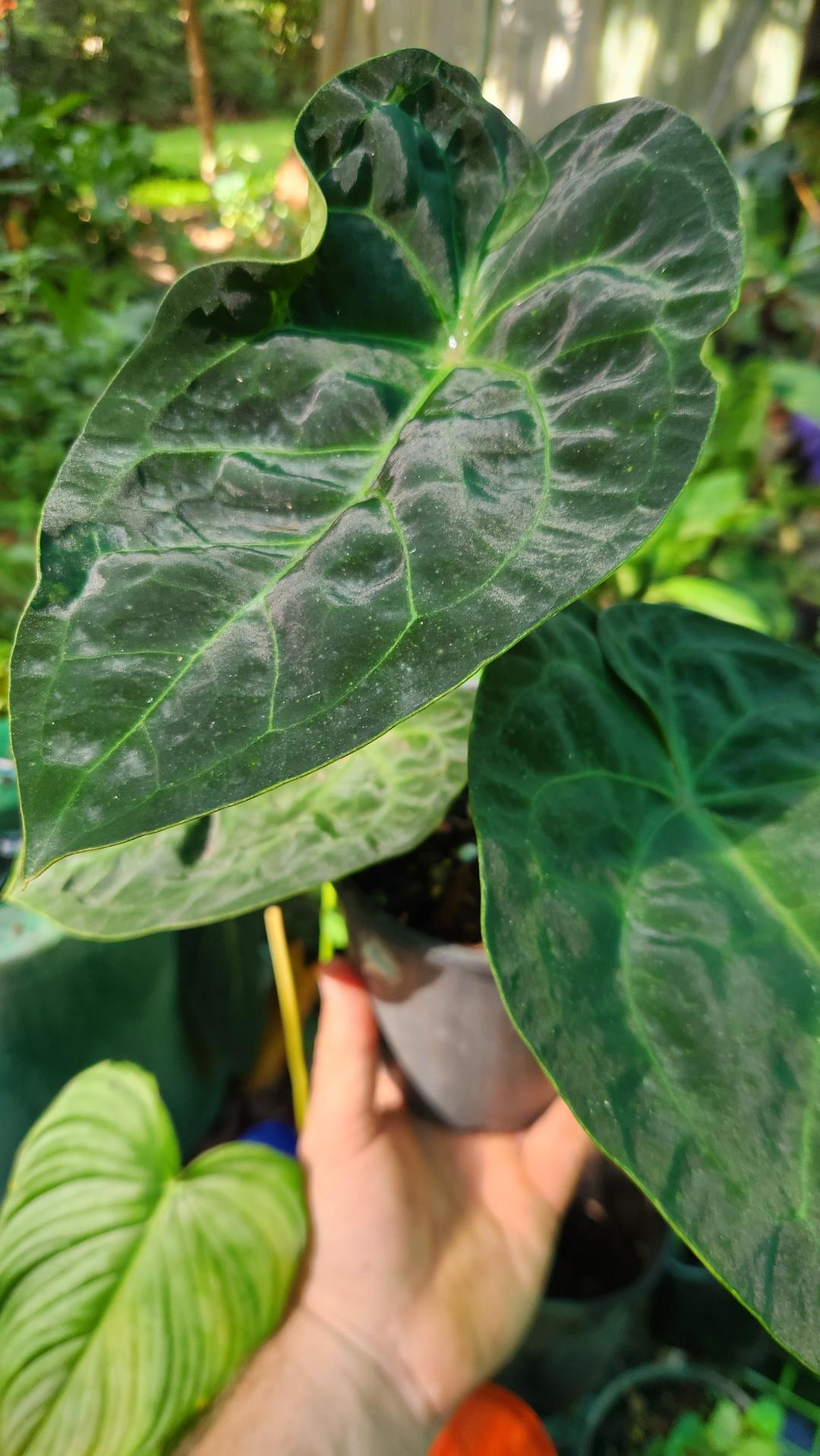 Anthurium Dressleri x Forgettii (JSP)