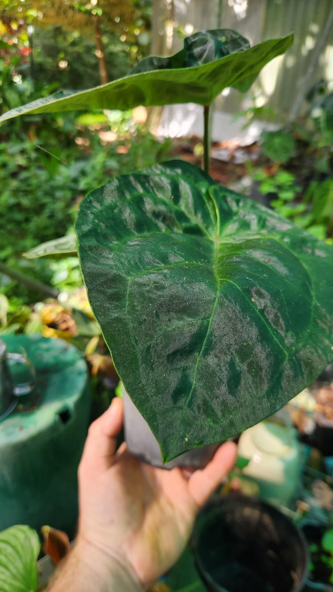 Anthurium Dressleri x Forgettii (JSP)