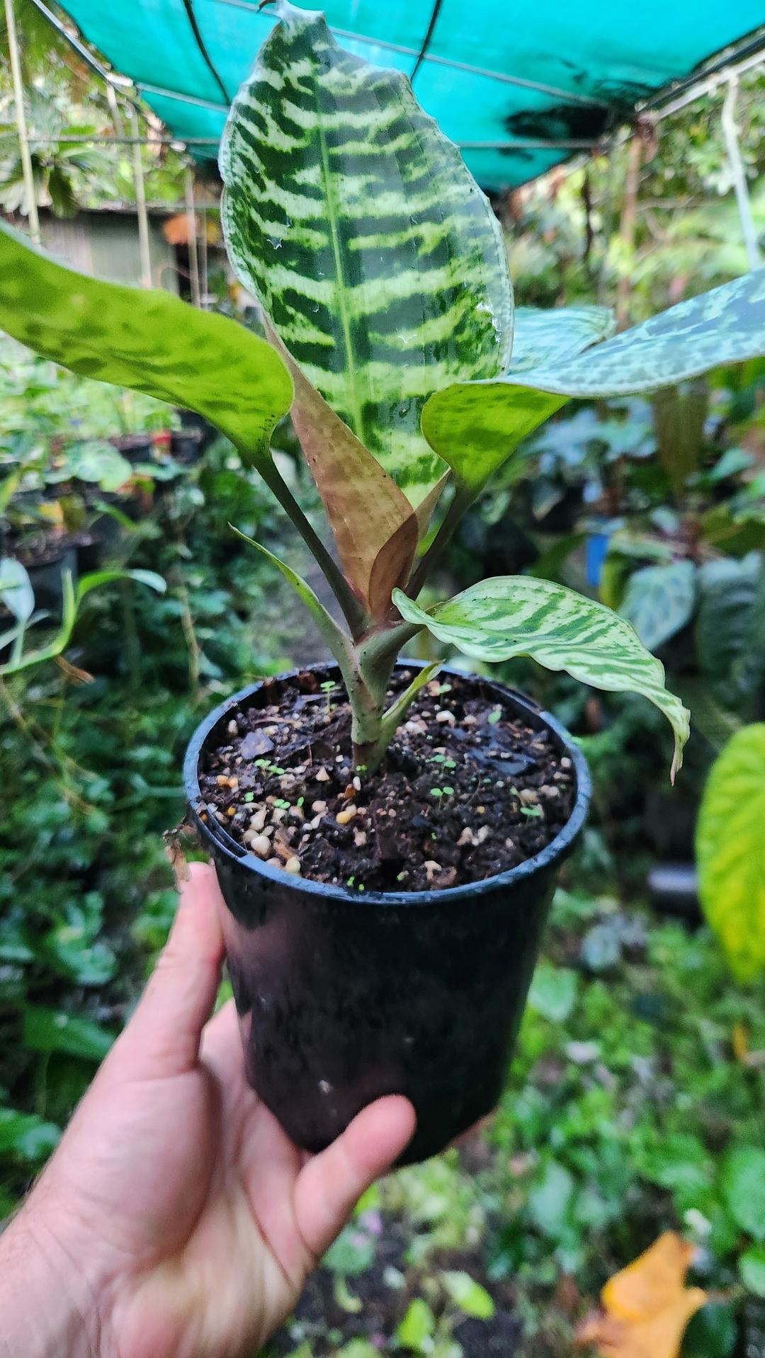 dracaena goldieana for sale Dracena Goldieana – Philodendron Valley