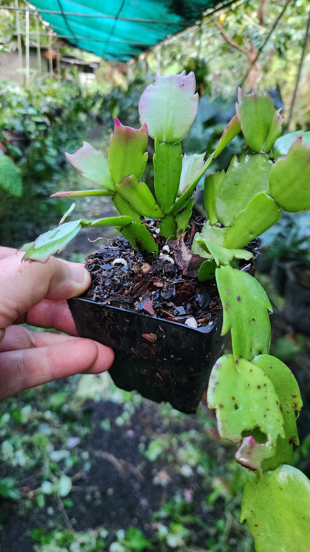 Zygo Cactus