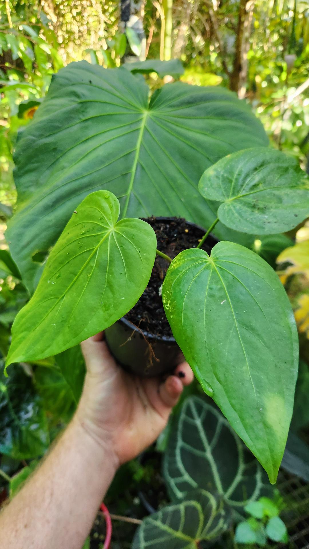 Anthurium Schottianum