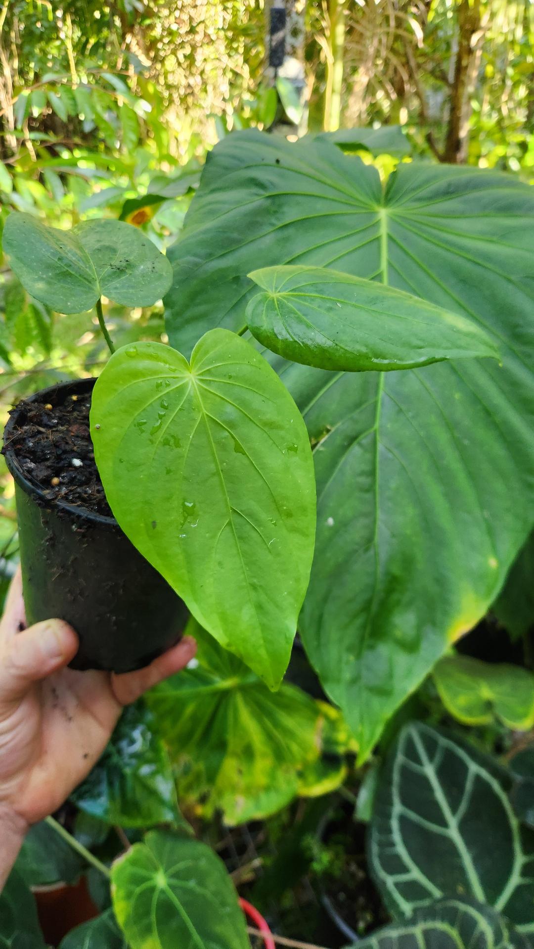 Anthurium Schottianum