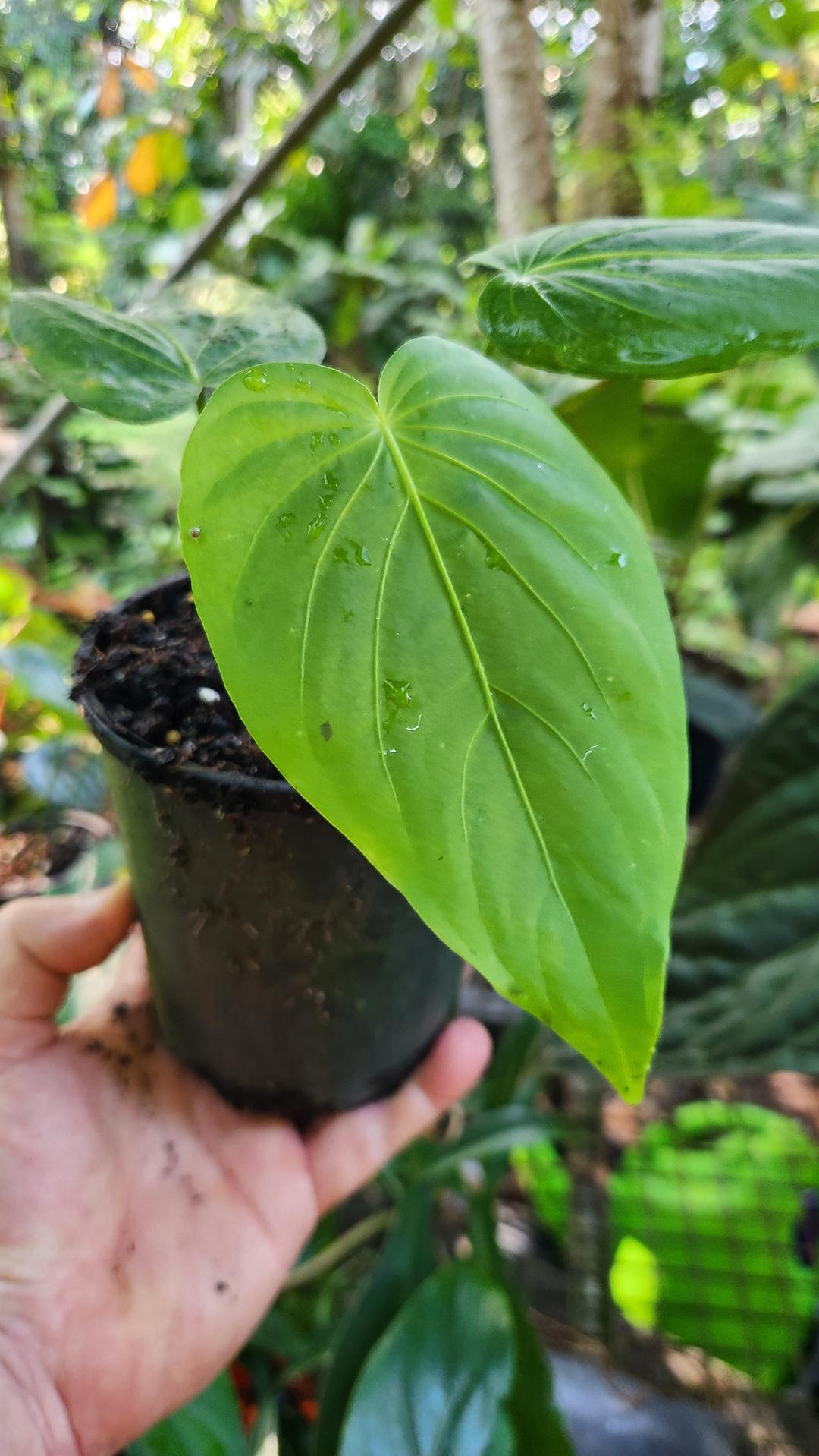 Anthurium Schottianum