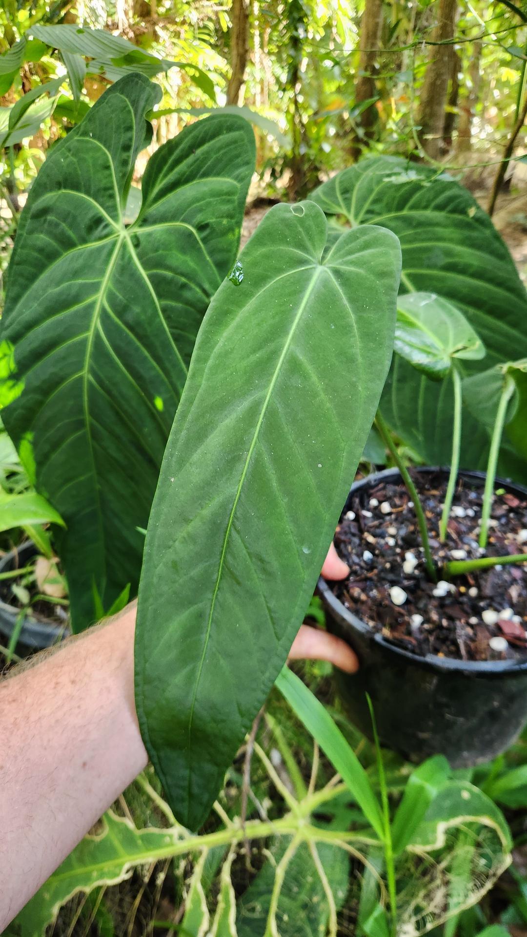 Anthurium Warocqueanum x Panamense
