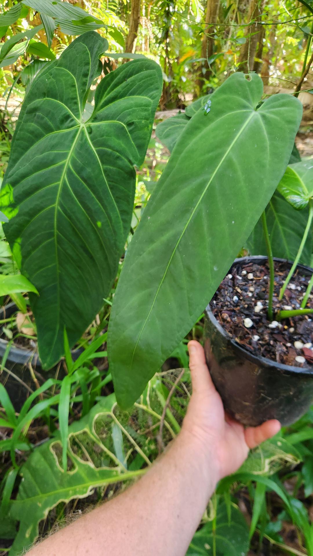 Anthurium Warocqueanum x Panamense