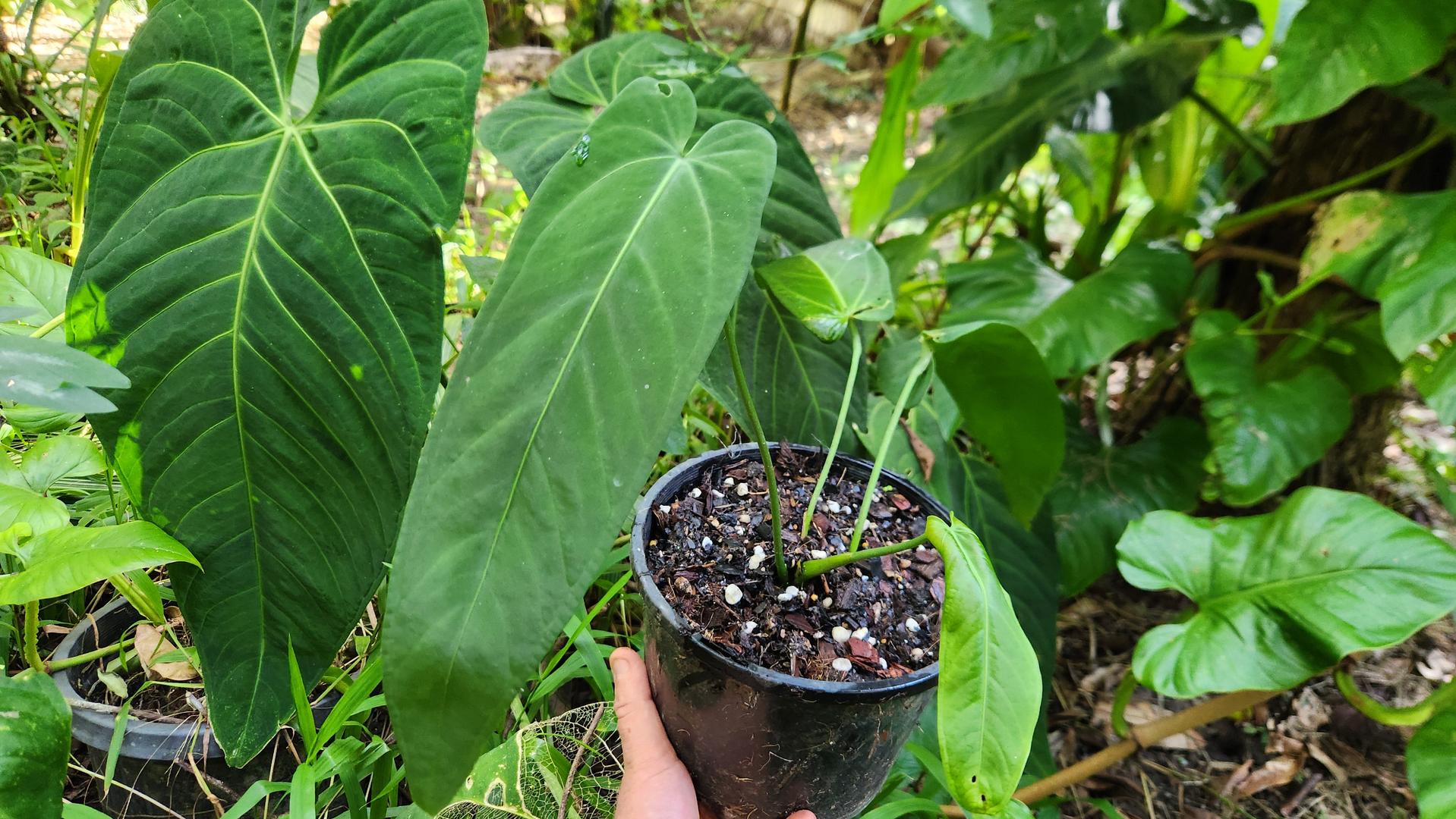 Anthurium Warocqueanum x Panamense