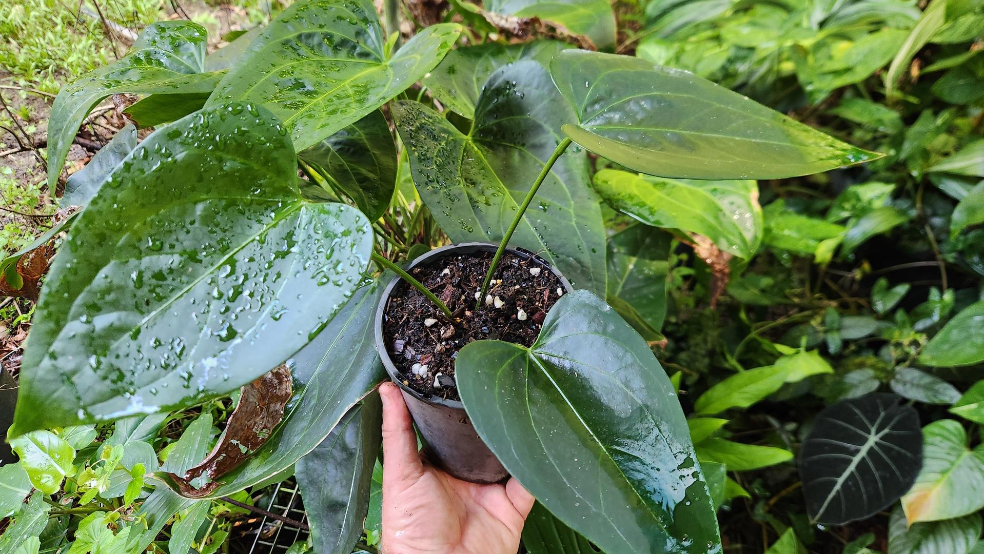 anthurium amnicola Anthurium Forgetti x Amnicola (JSP)