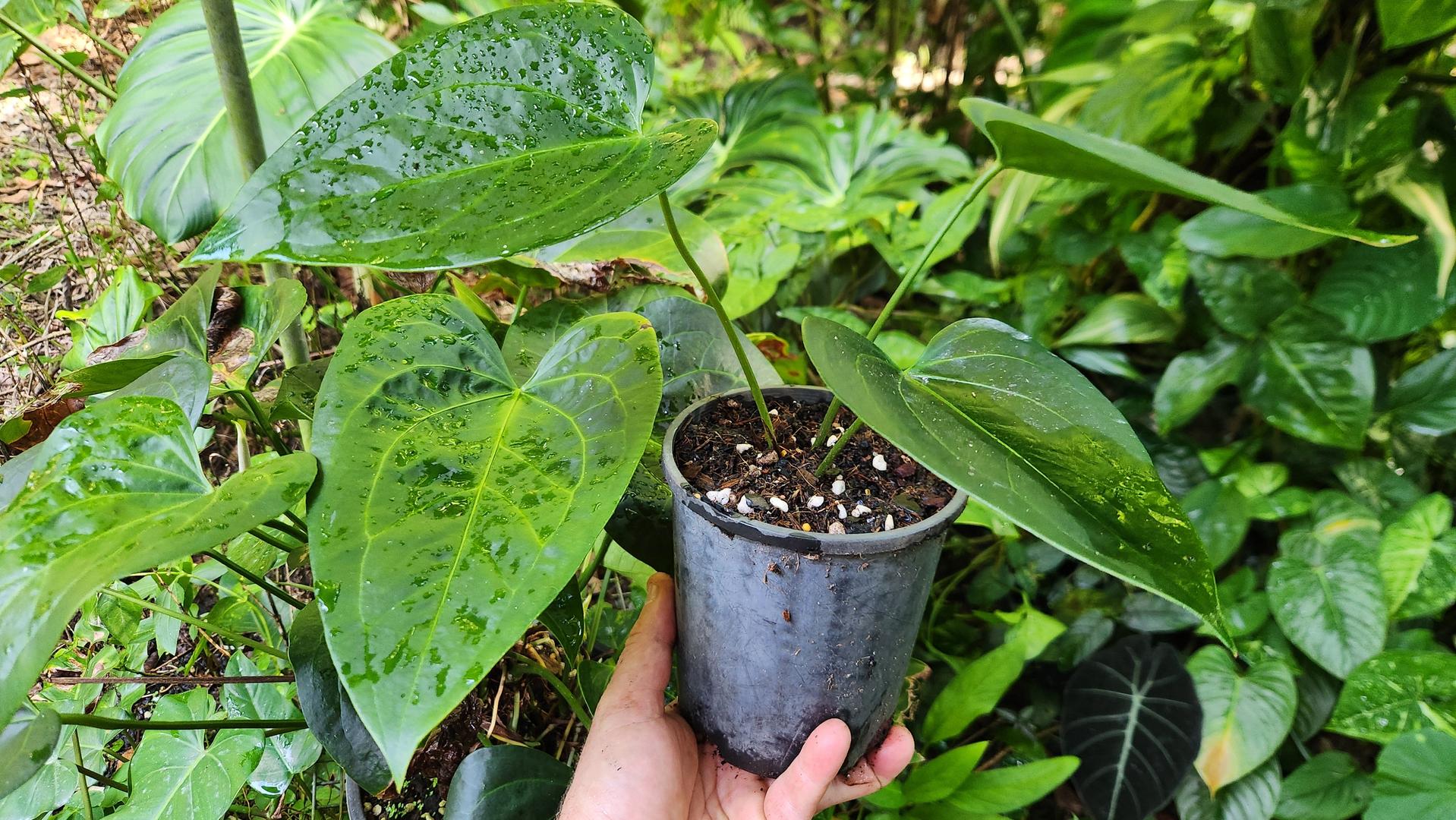 Anthurium Forgetti x Amnicola (JSP)
