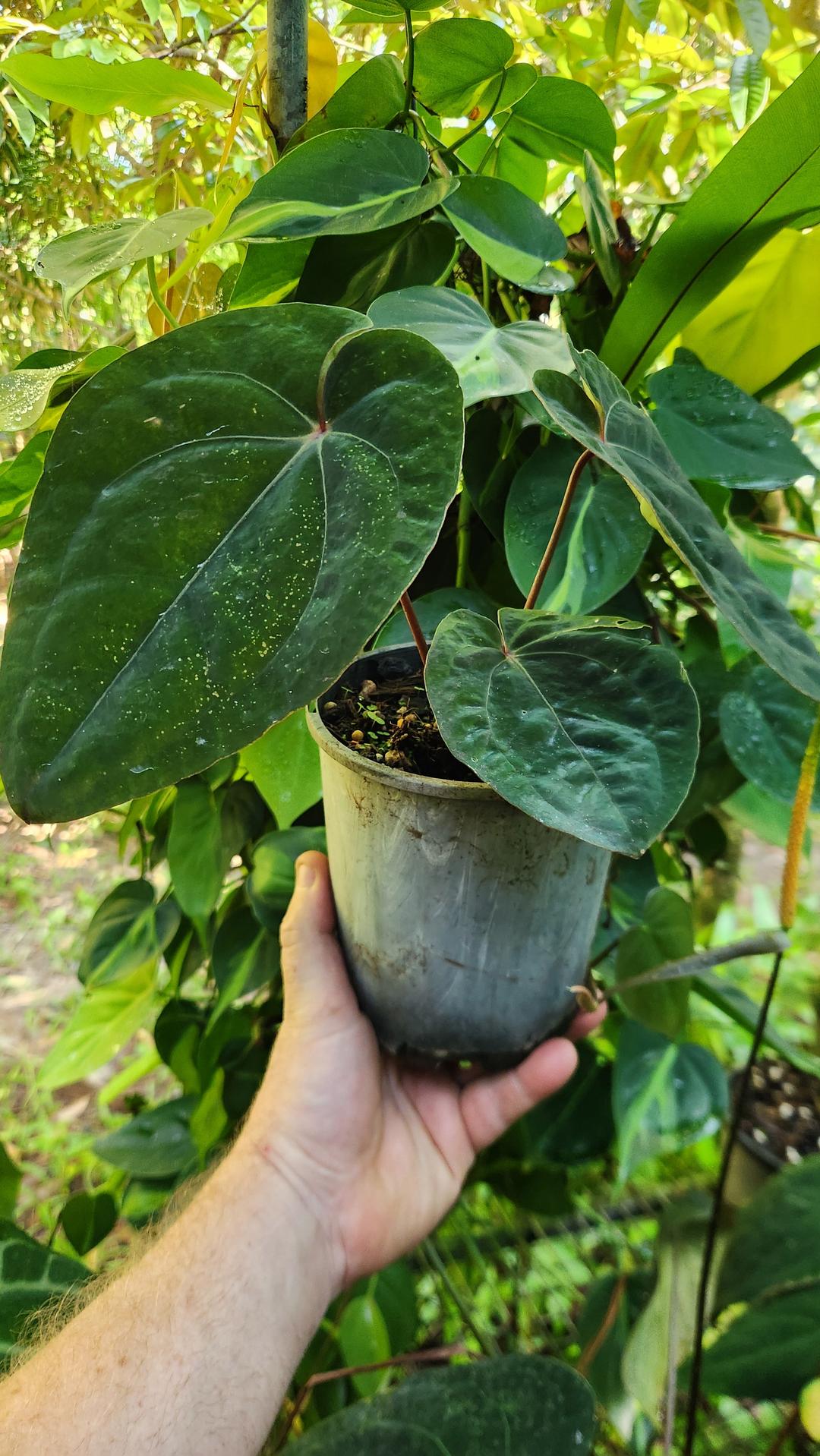Anthurium 