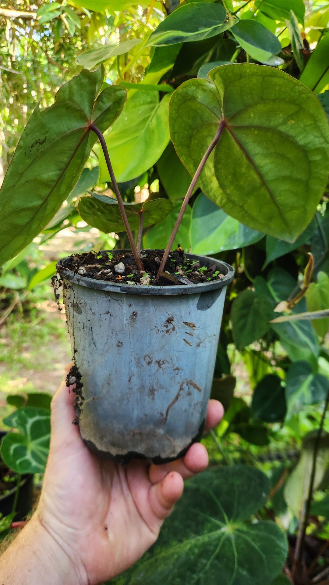 Anthurium 