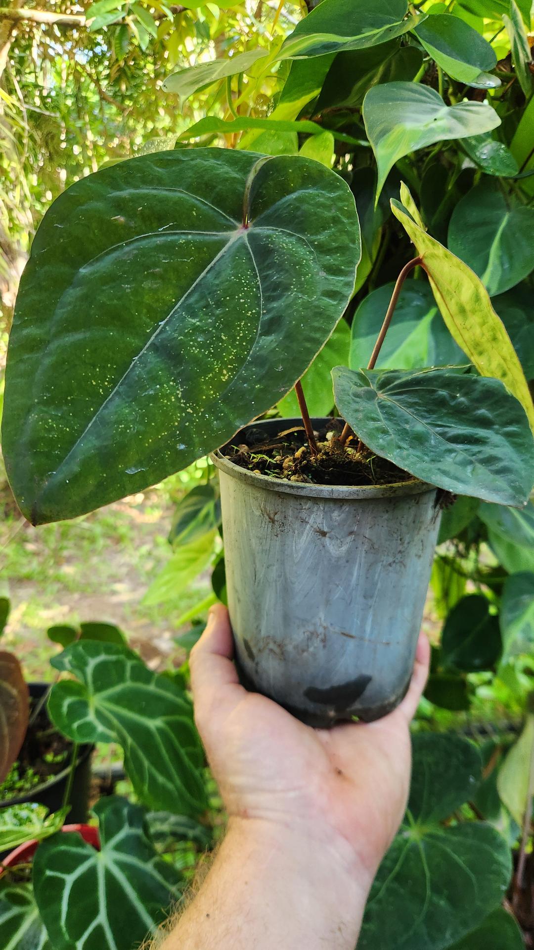 philodendron hoffmanii Anthurium "Red Hoffmanii"