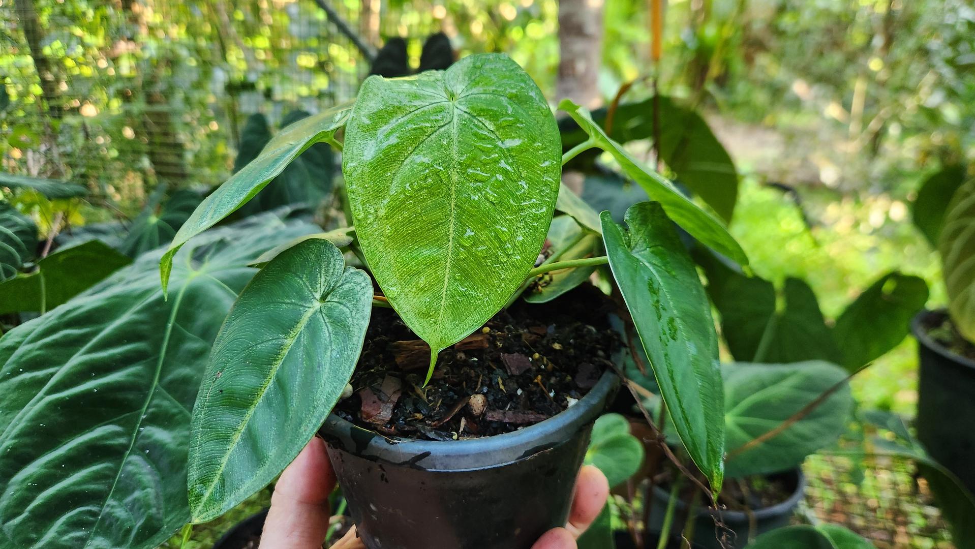 Syngonium Frosted Heart