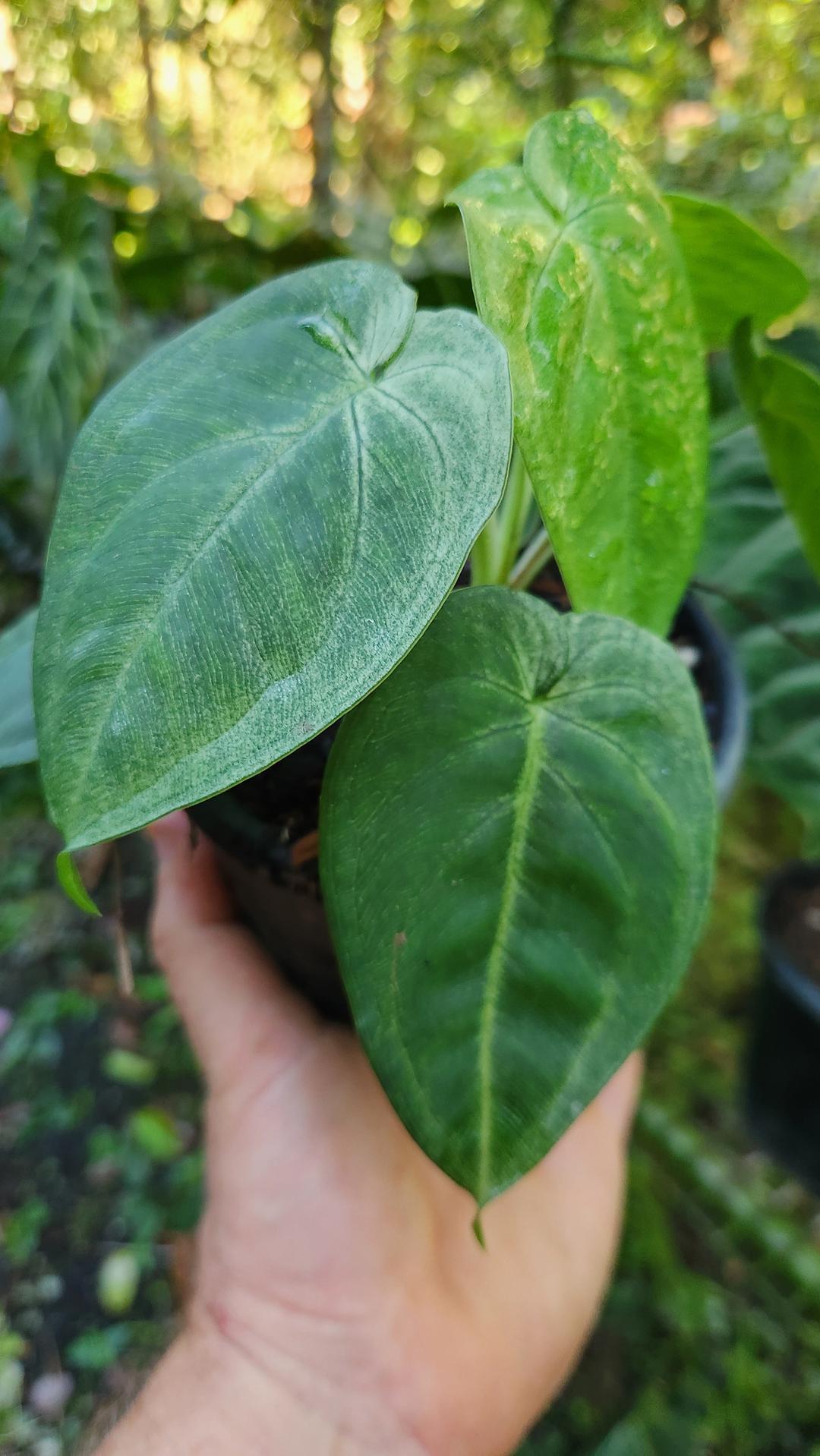 frosted heart philodendron Syngonium Frosted Heart