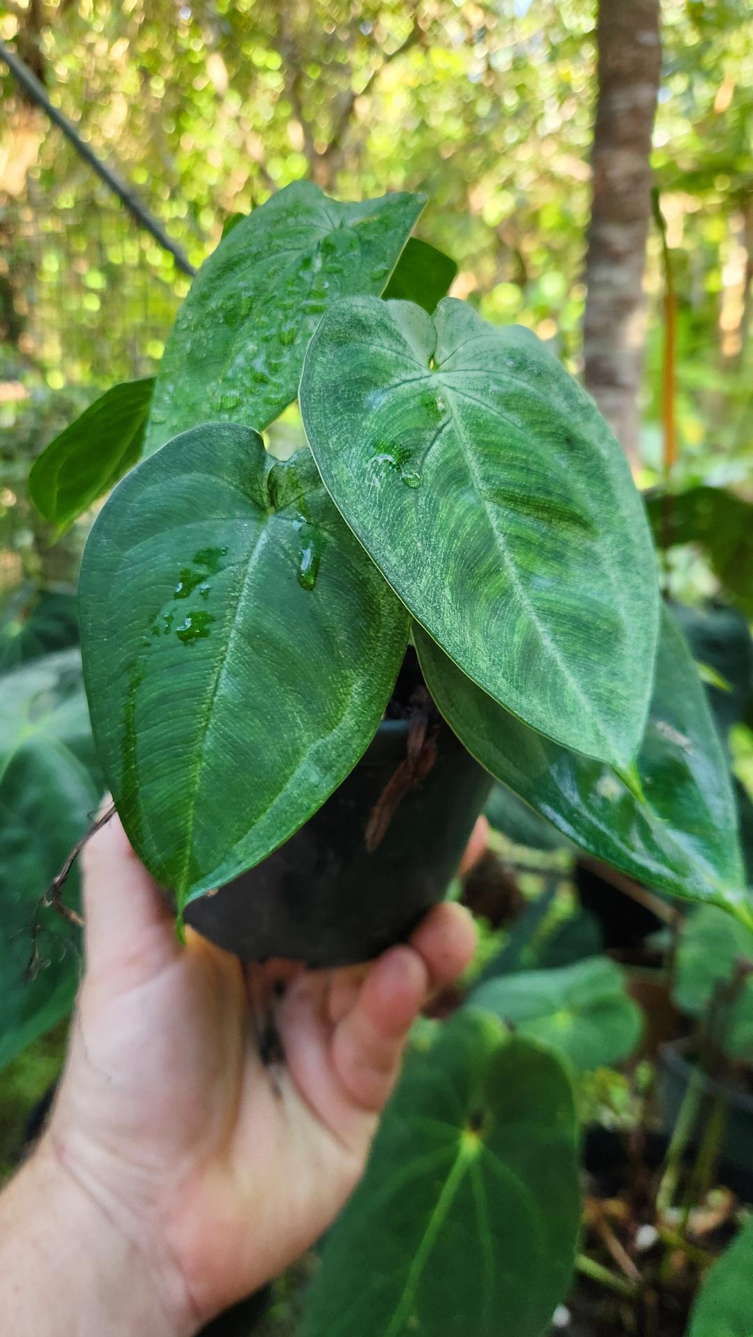 Syngonium Frosted Heart