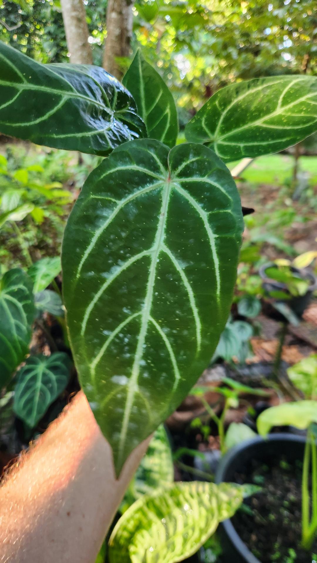 noid philodendron Anthurium Noid by Philodendronvalley – Philodendron Valley