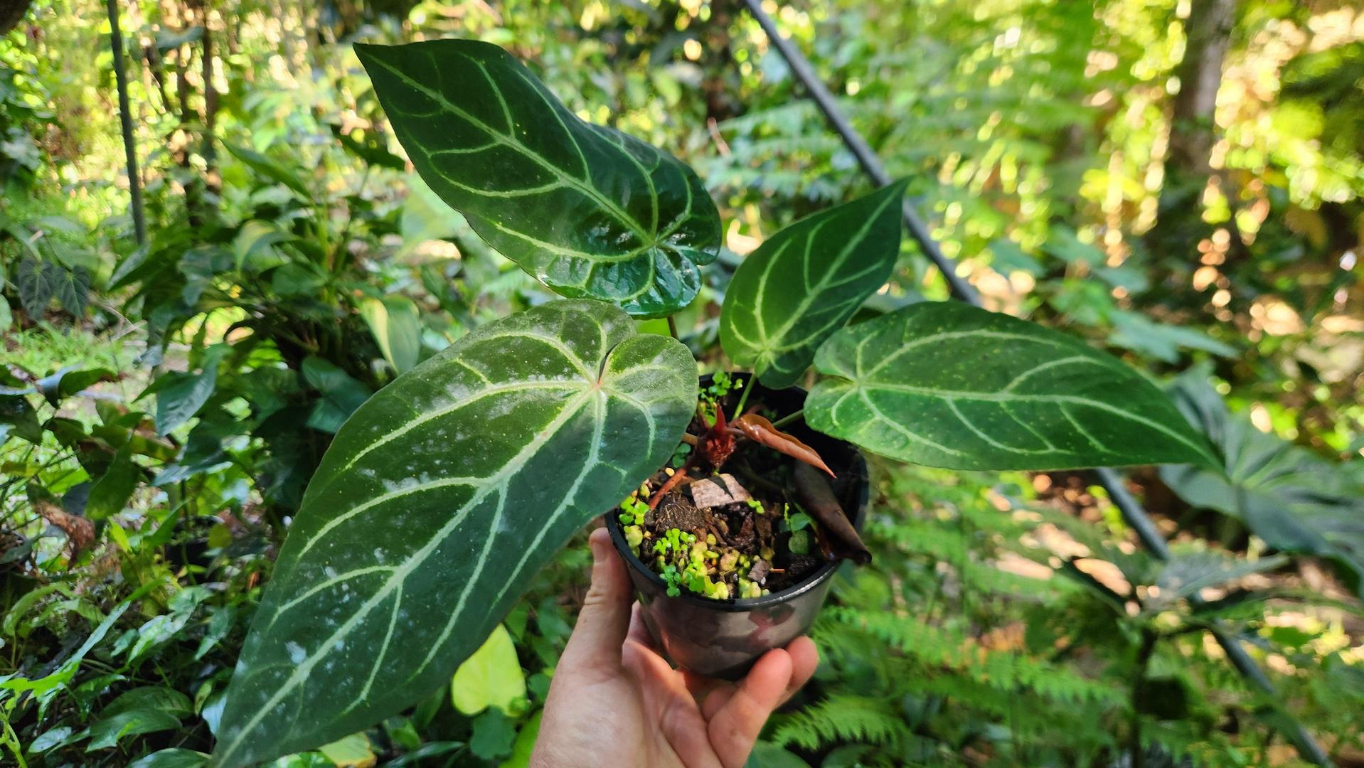 noid philodendron Anthurium Noid by Philodendronvalley – Philodendron Valley