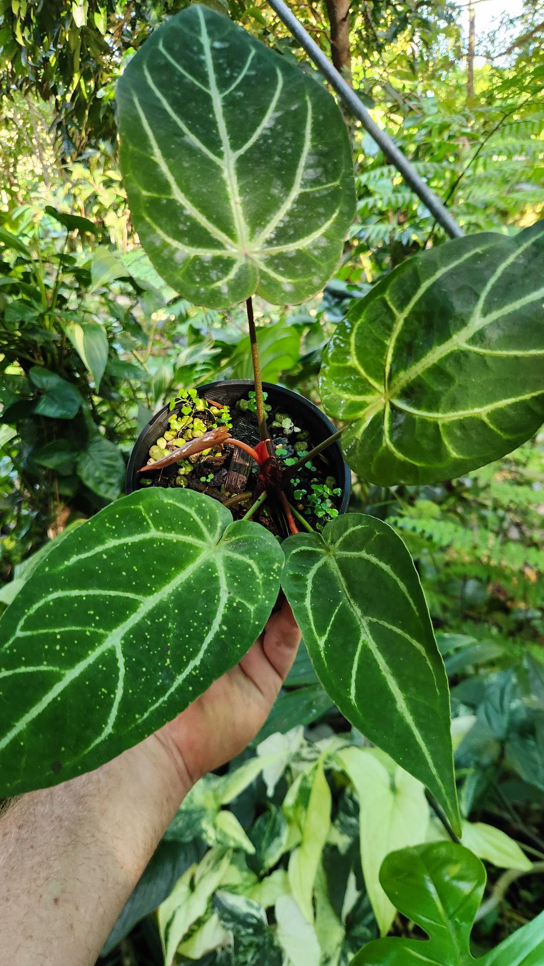 Anthurium Noid by Philodendronvalley