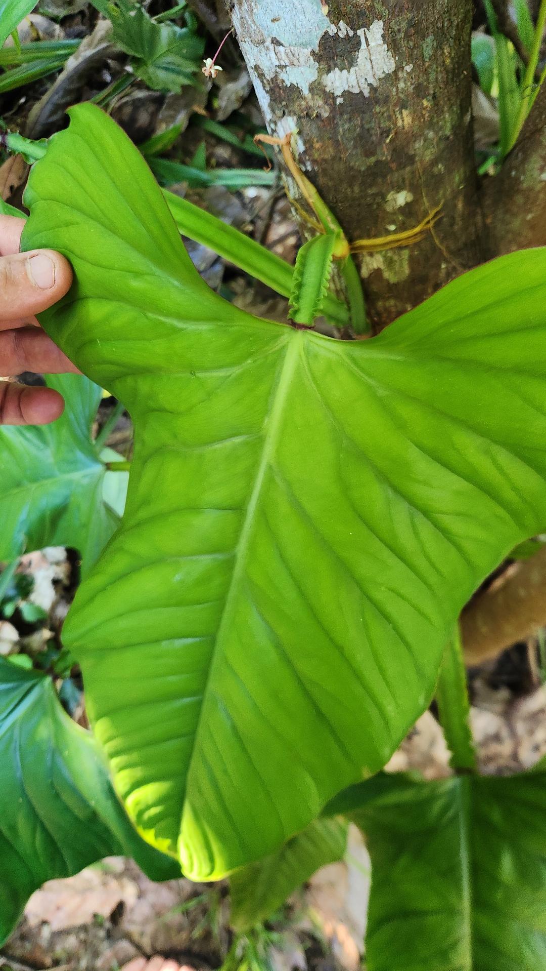 Philodendron Ernestii Tip Cutting x1