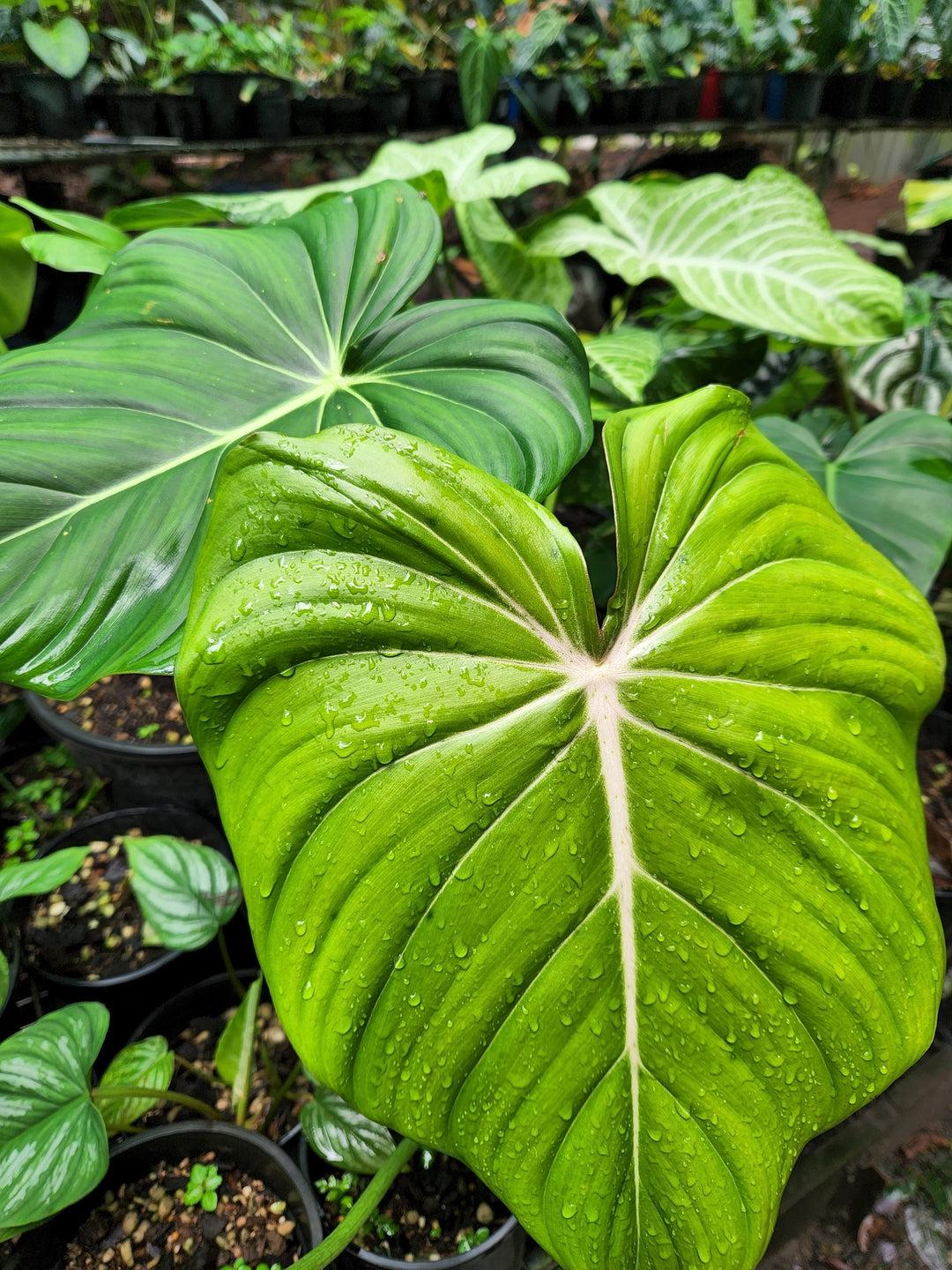 philodendron dean mcdowell for sale Philodendron Dean McDowell