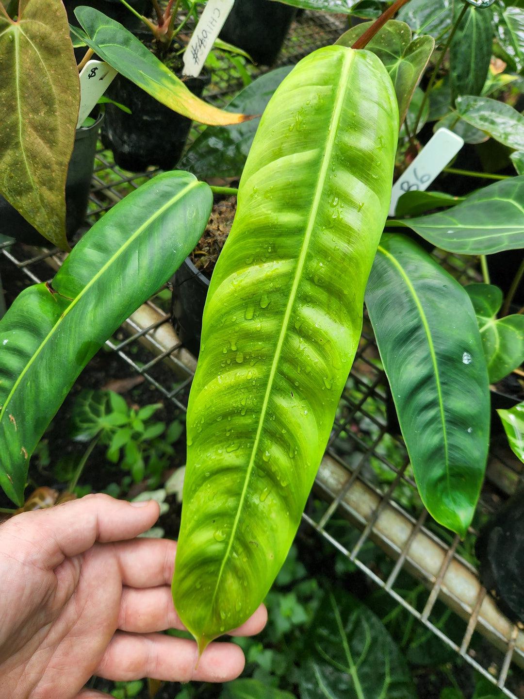 Philodendron Particiae