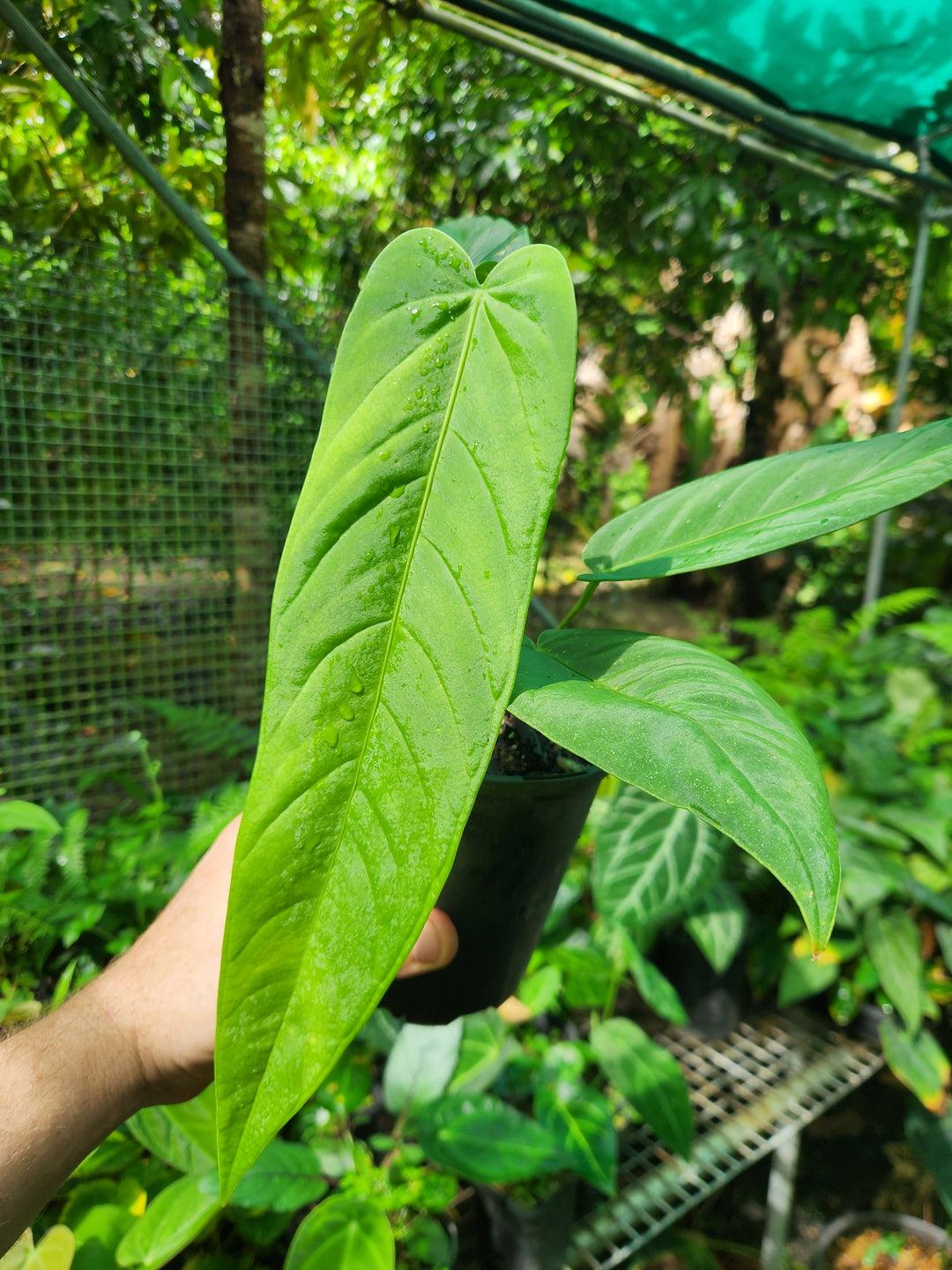 Anthurium Panamense Seeds